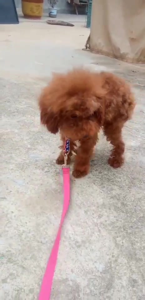 批发各种 肉食狗禽畜牧蛋,肉土狗,肉食狗,宠物狗特种养殖