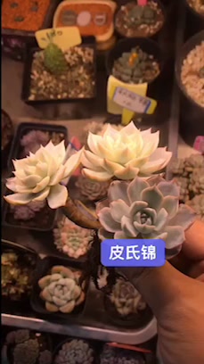 小老桩美美哒哒喜欢