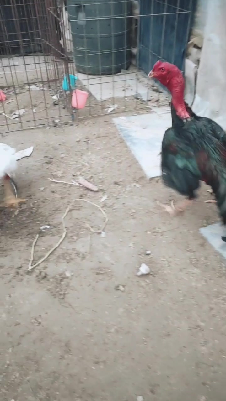 越南斗鸡斗鸡比赛