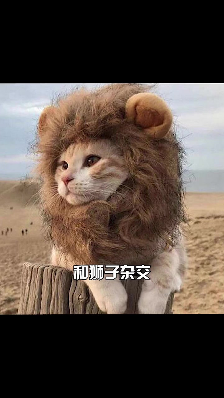 人头鱼美女搞笑视频合集