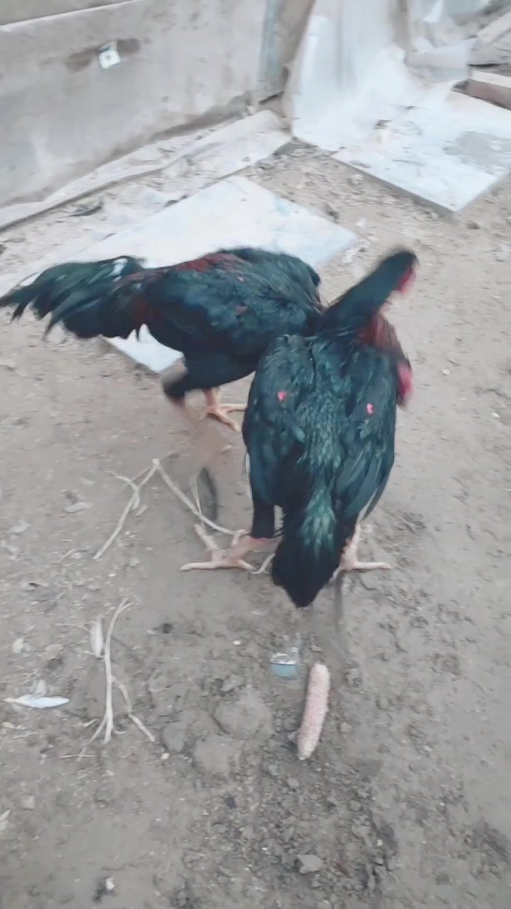 越南鬼子斗鸡比赛打了一水