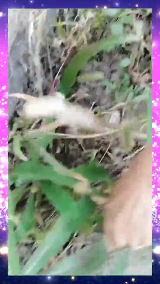 这个就是传说中的曲麻菜,这个菜的作用可大了