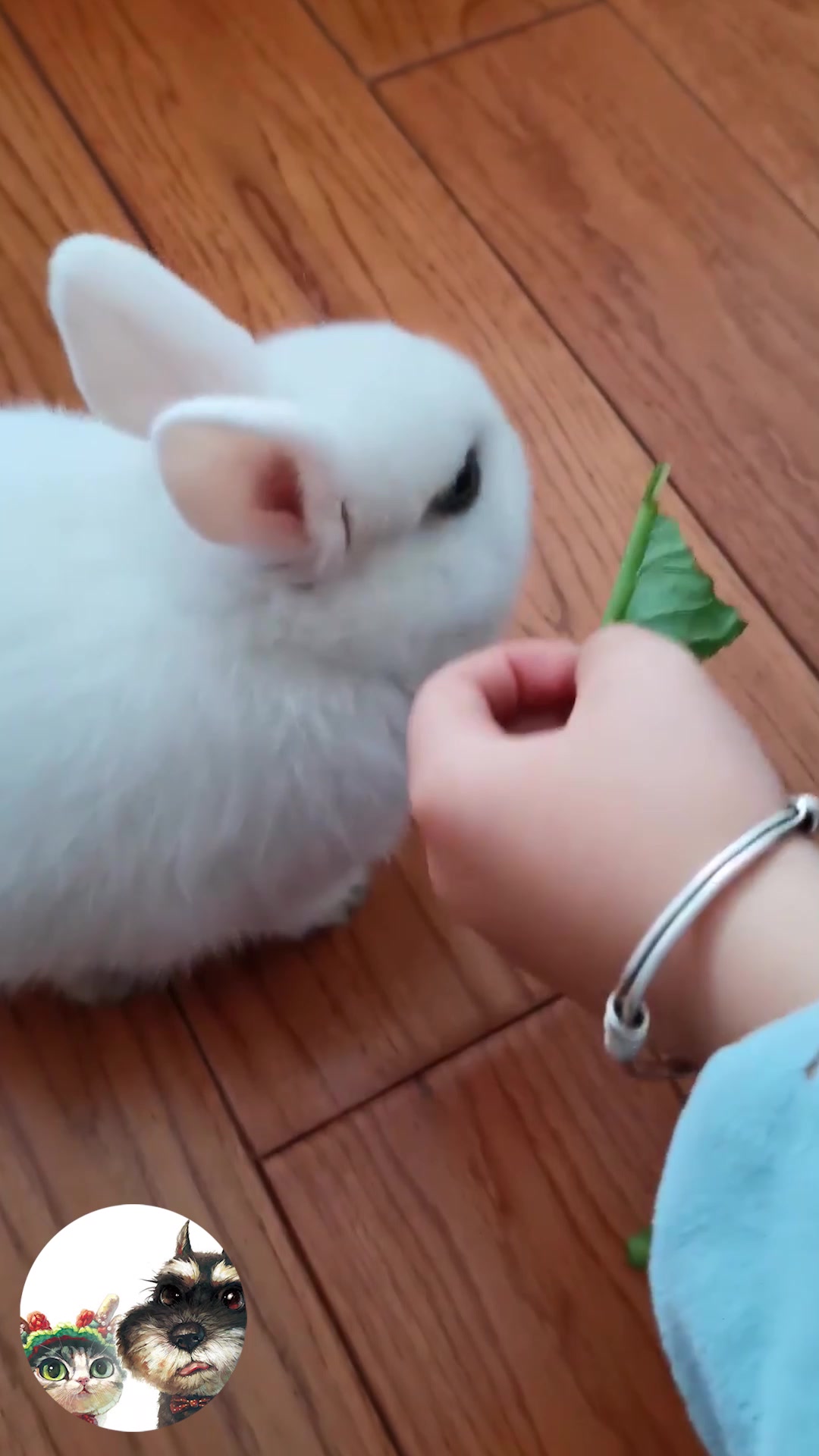 小兔子疯狂吃菜叶子,这是停不下来的节奏,饿坏了吧