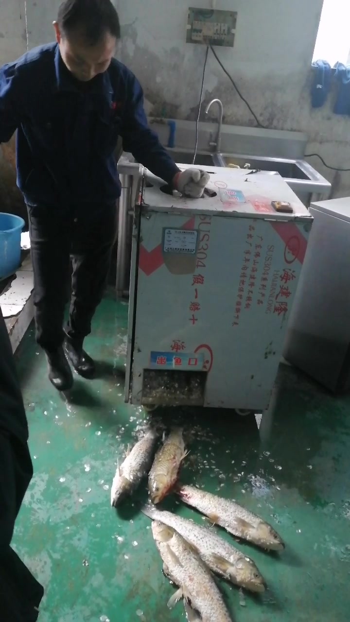 自动杀鱼去鱼鳞机,一分钟杀快则十几条,慢则几条,开肚杀鱼去鳞