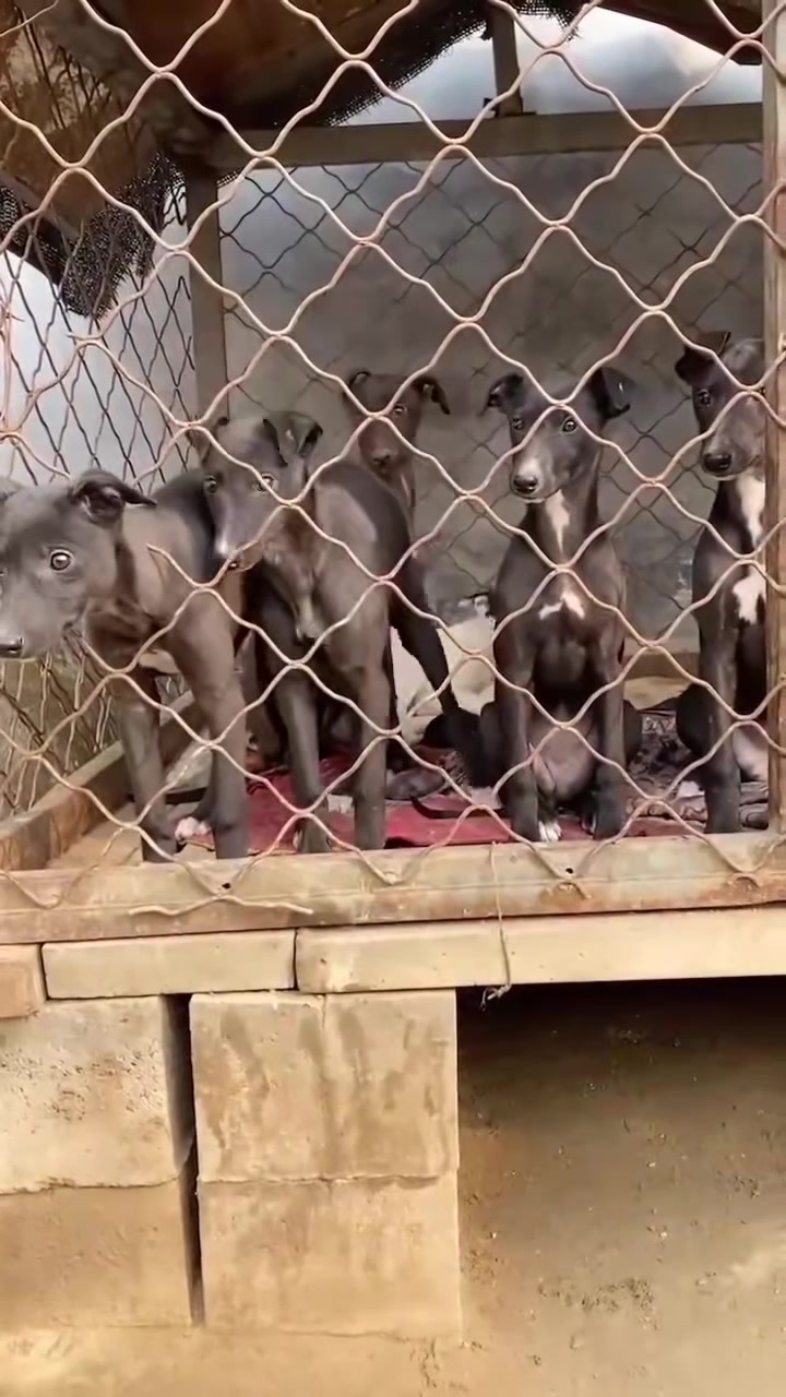 打场的后代野兔野鸡克星疫苗驱虫齐全 速度快咬口紧养殖狗狗太脏