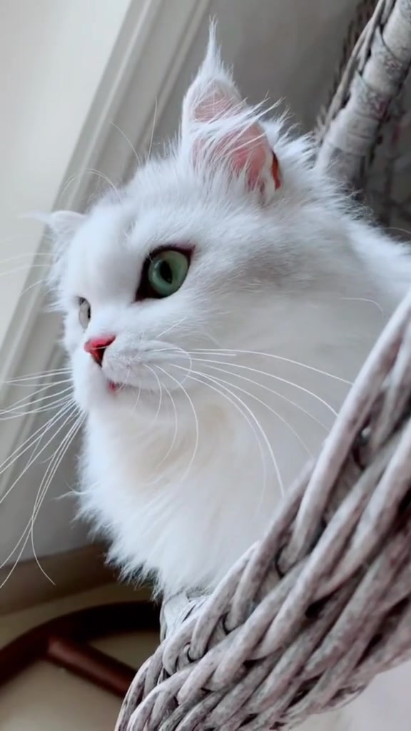 那些说看不够的,发个长视频送大家吧 拿破仑猫