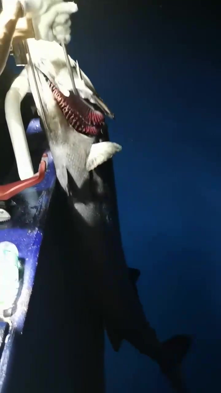 深海钓鱼太惊险了,狂拉巨物黑油鱼,简直是海怪一般的存在!