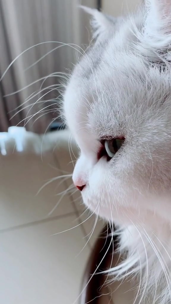 花花,你在想谁?拿破仑猫