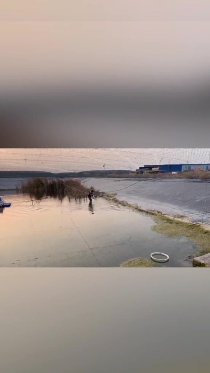 了解更多请关注,300亩观赏鱼养殖基地。元宝狮,太狮,鎏金等