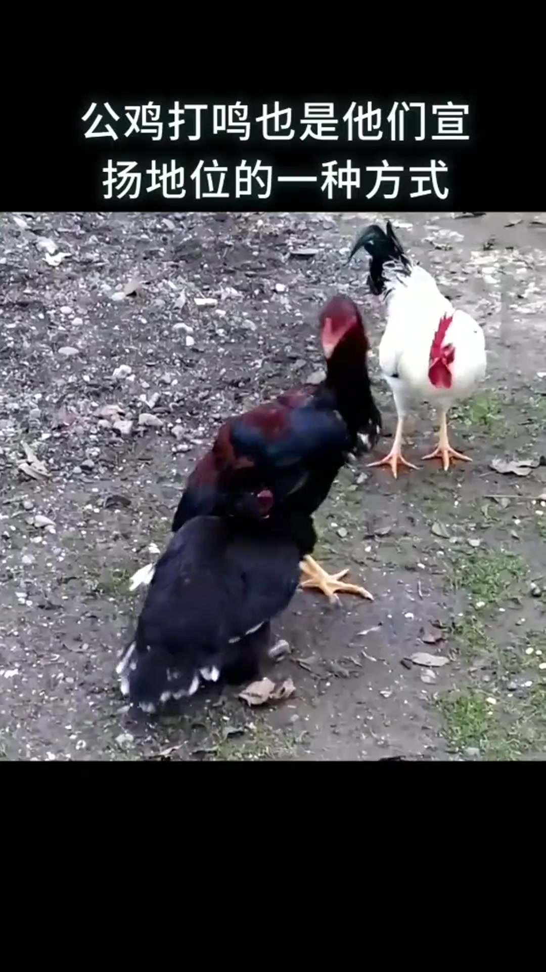 为什么公鸡早上打鸣