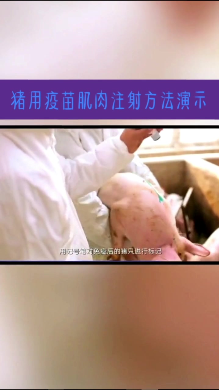 猪用疫苗肌肉注射操作演示