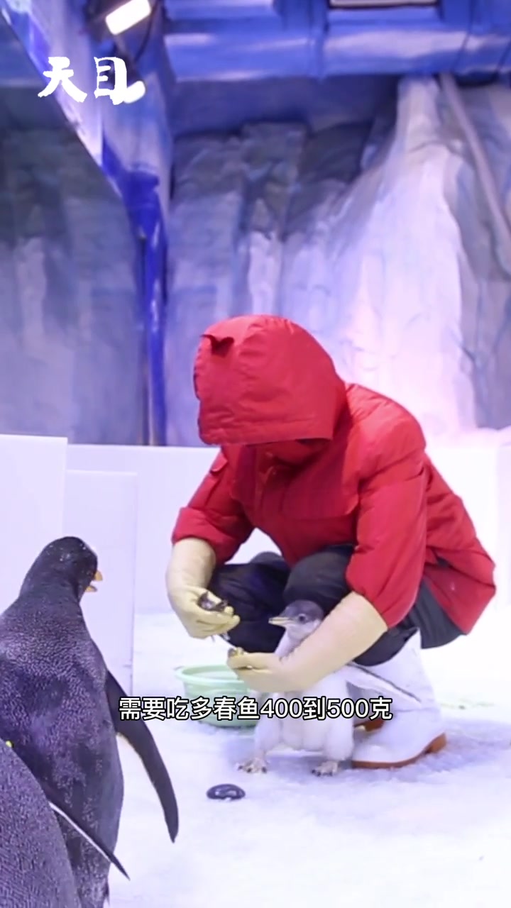 企鹅宝宝满月了!看它们吃鱼的样子像极了小时候的你