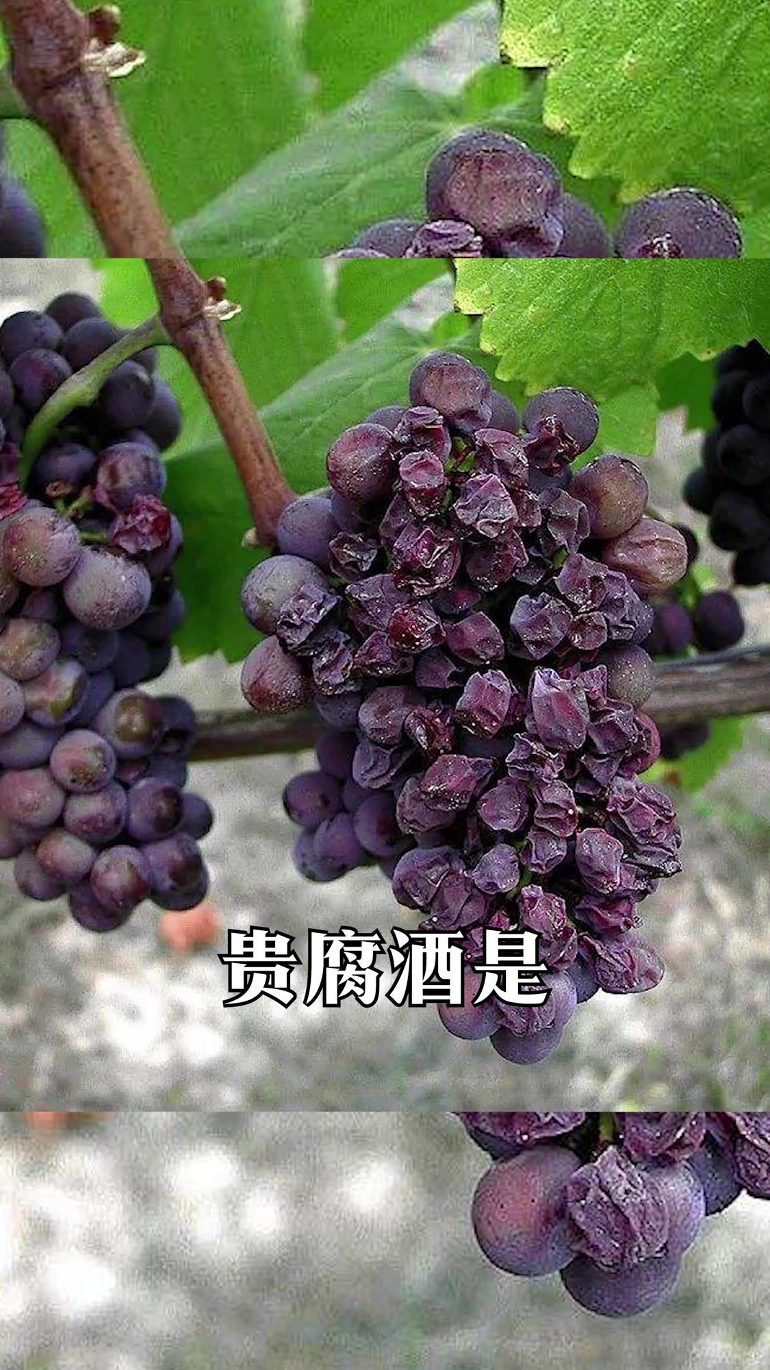 什么是甜型葡萄酒?市面上的甜型葡萄酒有哪些?