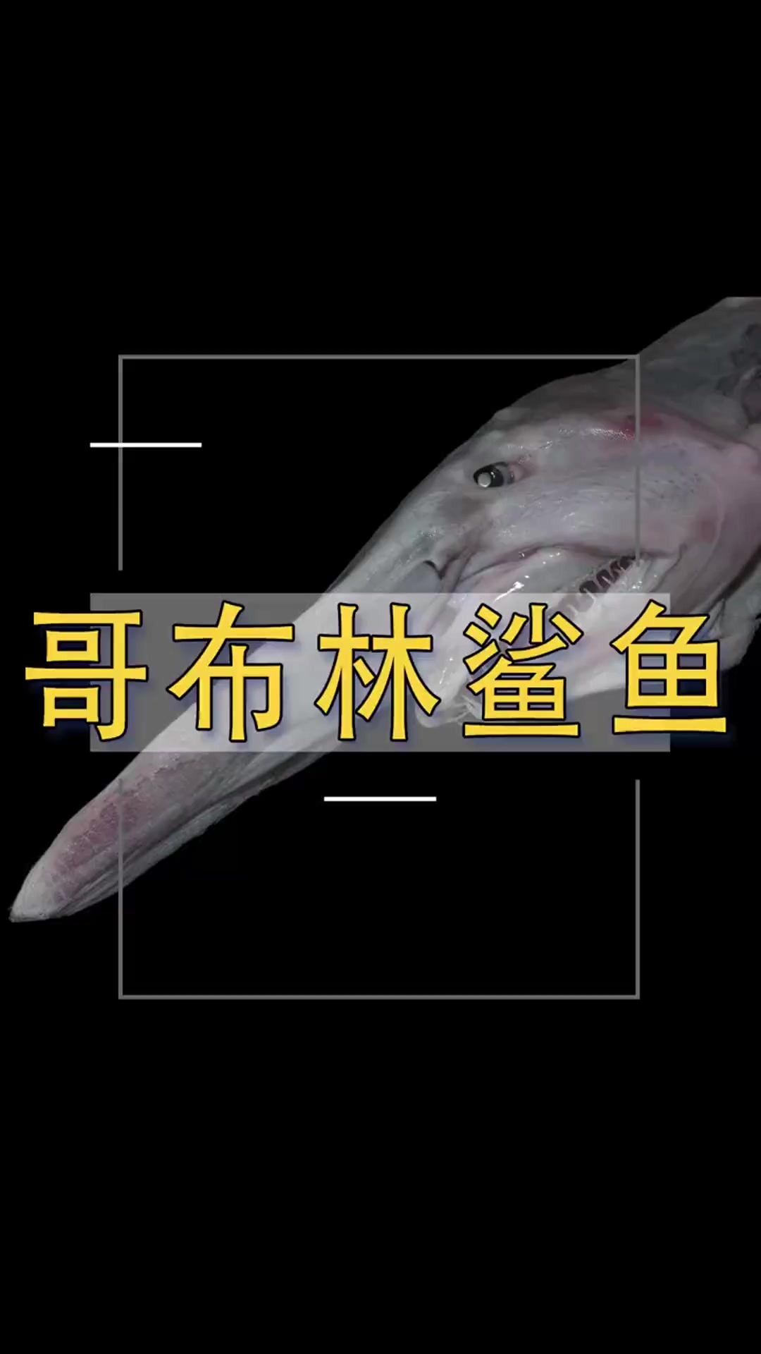 哥布林鲨鱼什么样子
