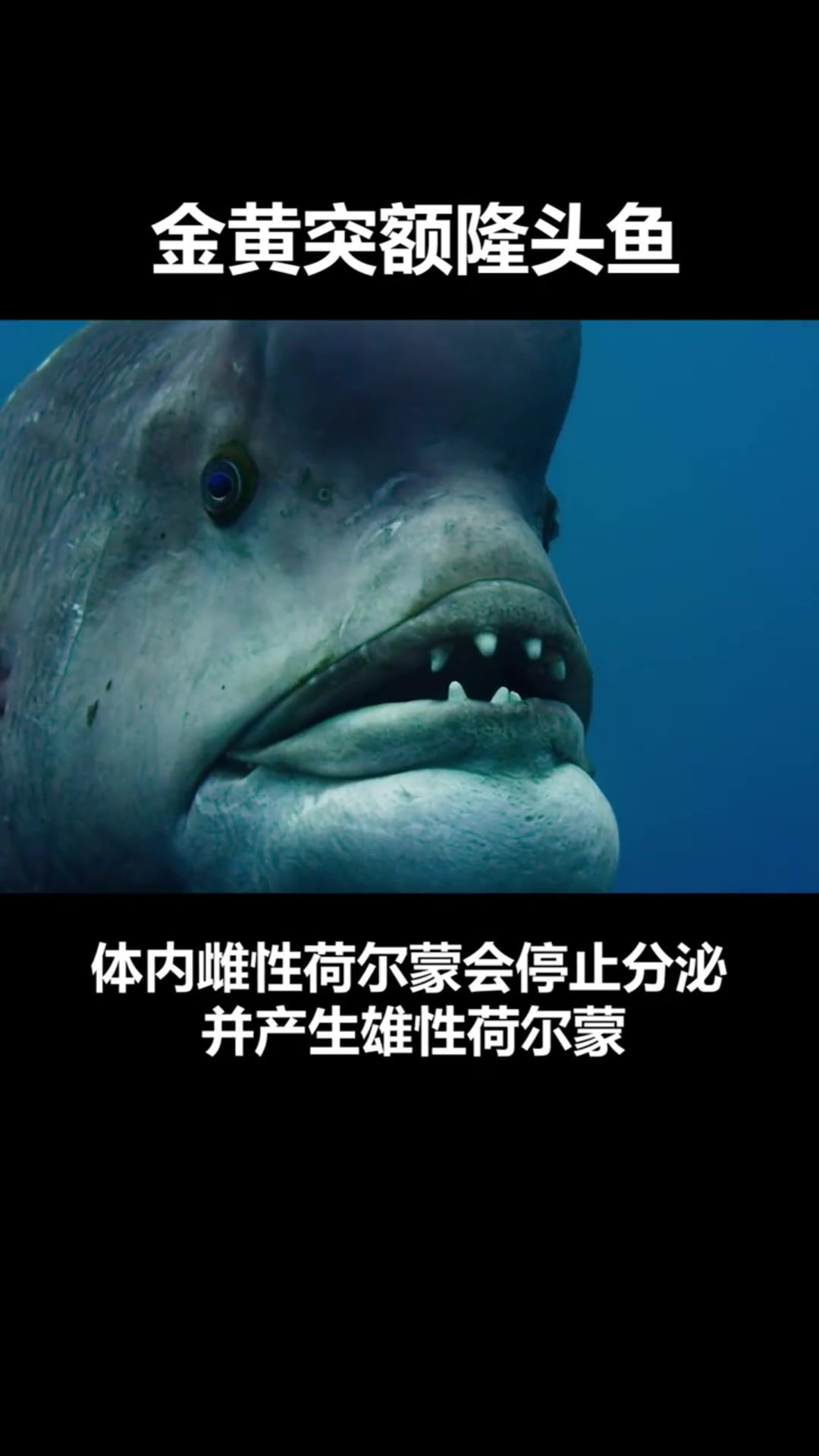 金黄突额隆头鱼是什么样