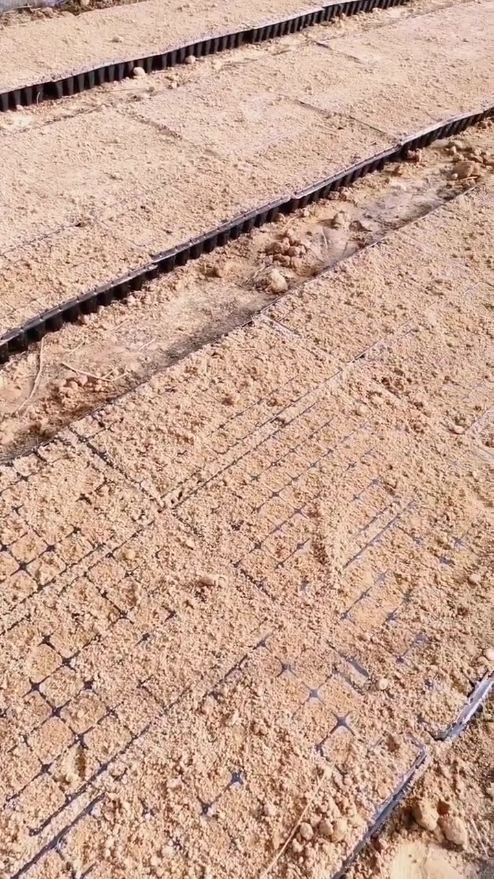 扦插系鱼川、济州真柏,这样的扦插苗根系发达,长势旺,好移栽。