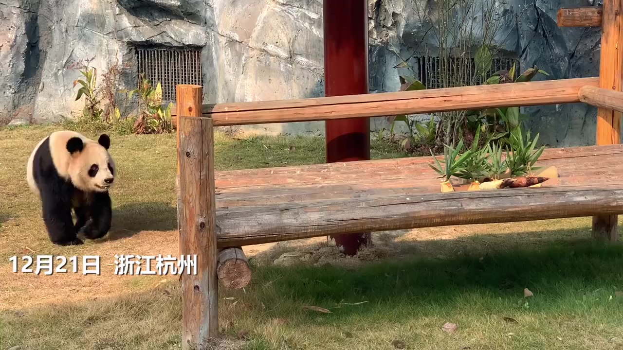 【真香!冬至这天动物们也吃上了饺子】12月21日是二十四节气中的冬至,杭州野生动物世界为园