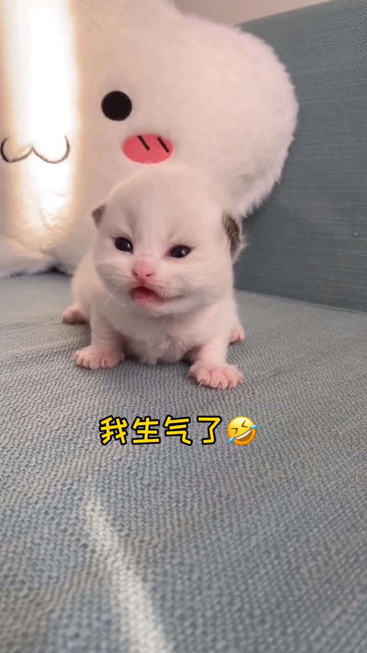 前几天刚出生的小猫咪,它发出的声音,简直颠覆了我一贯的认知!