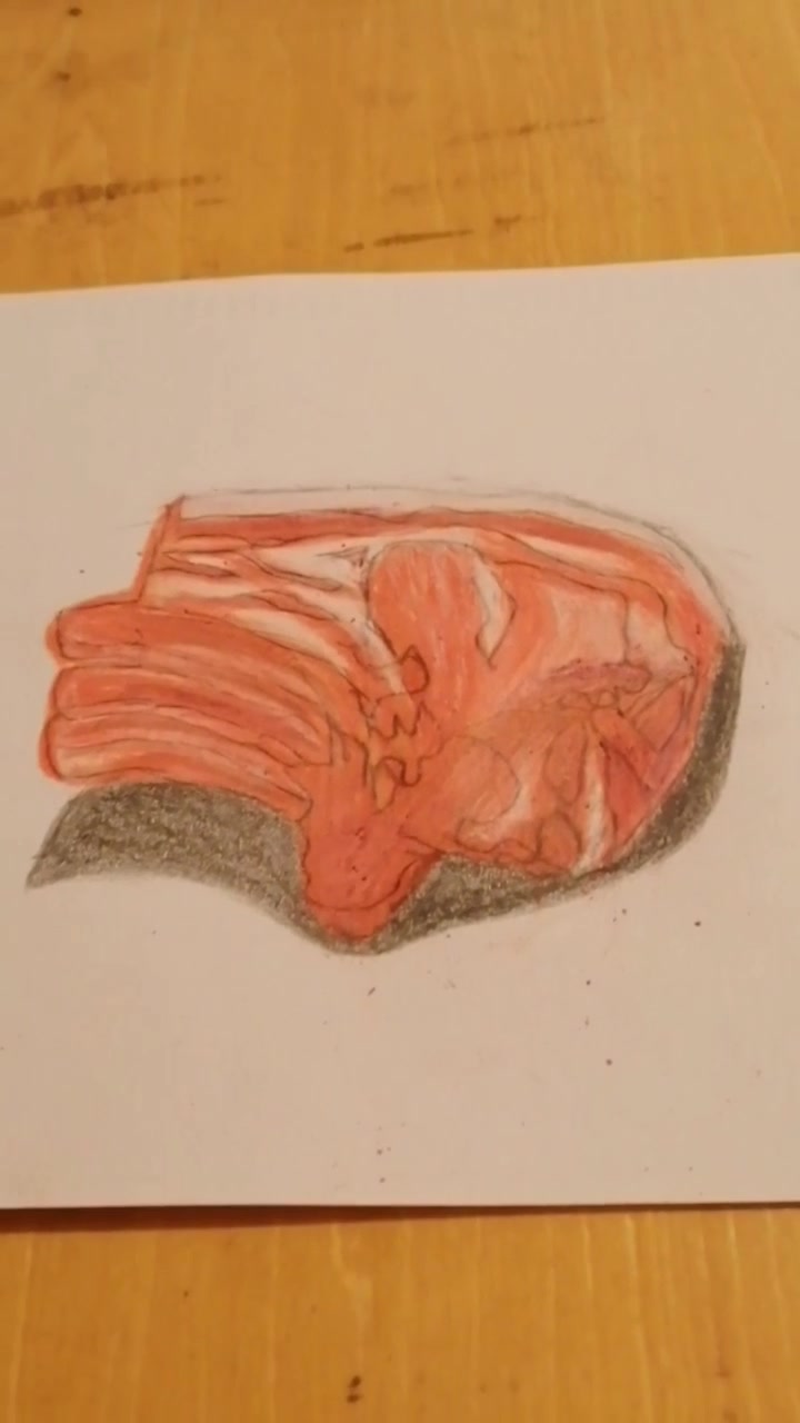 彩铅素描画带骨头的肉