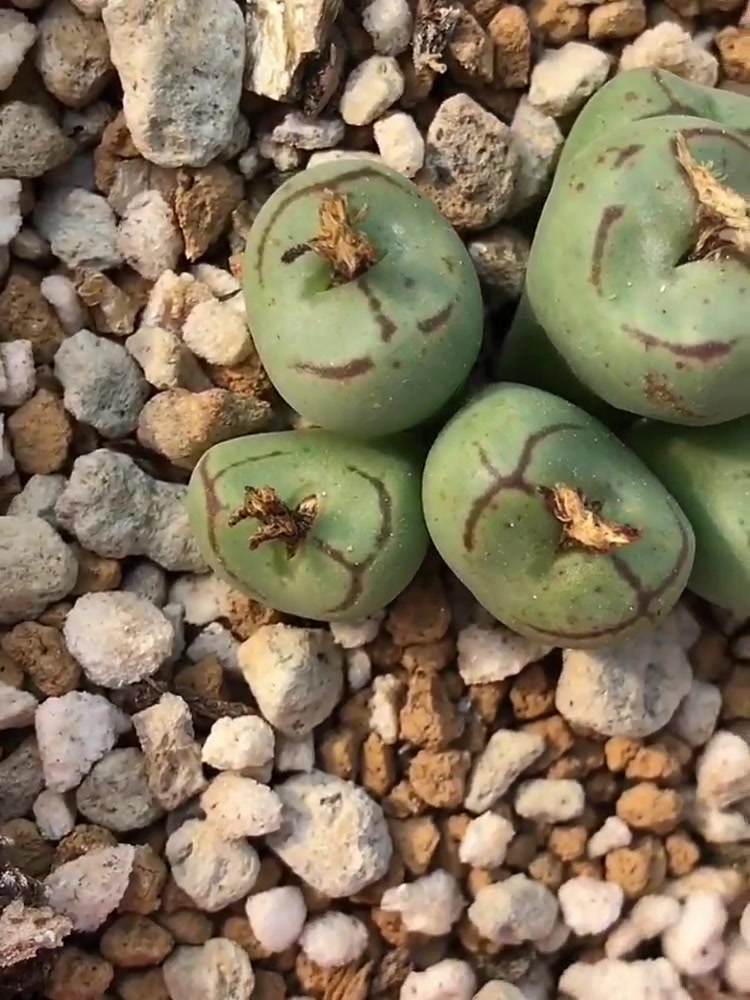 看看这颗肉锥,肉友们见过吗