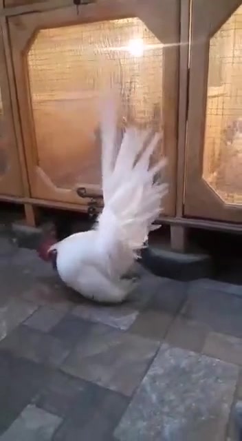 因为喜欢干就完了#泰国矮脚帝王白