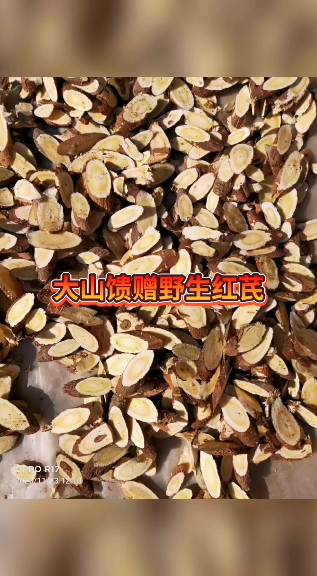 甘肃岷县大山野生红芪