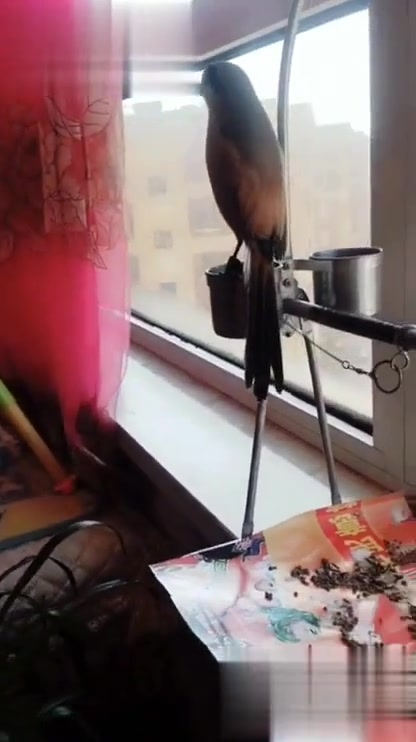 棕背伯劳鸟,模仿母鸡下蛋叫声。
