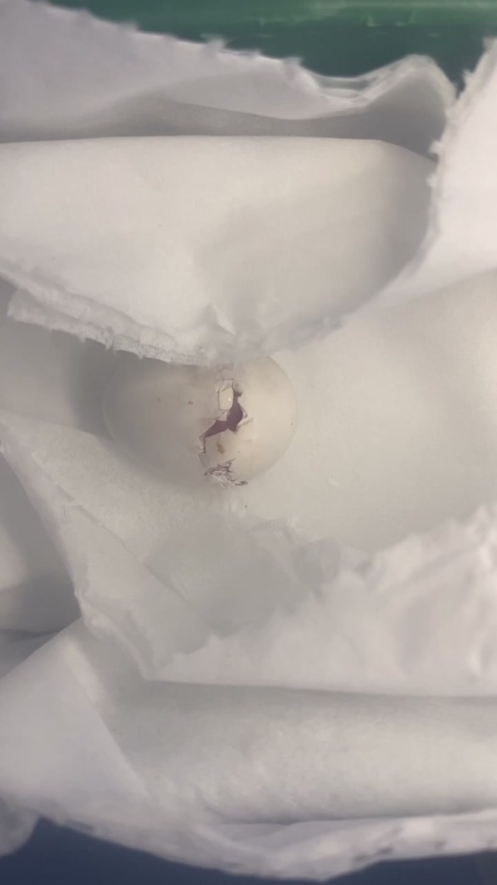紫罗兰牡丹鹦鹉,努力挣扎着出壳,新生命诞生这个世界