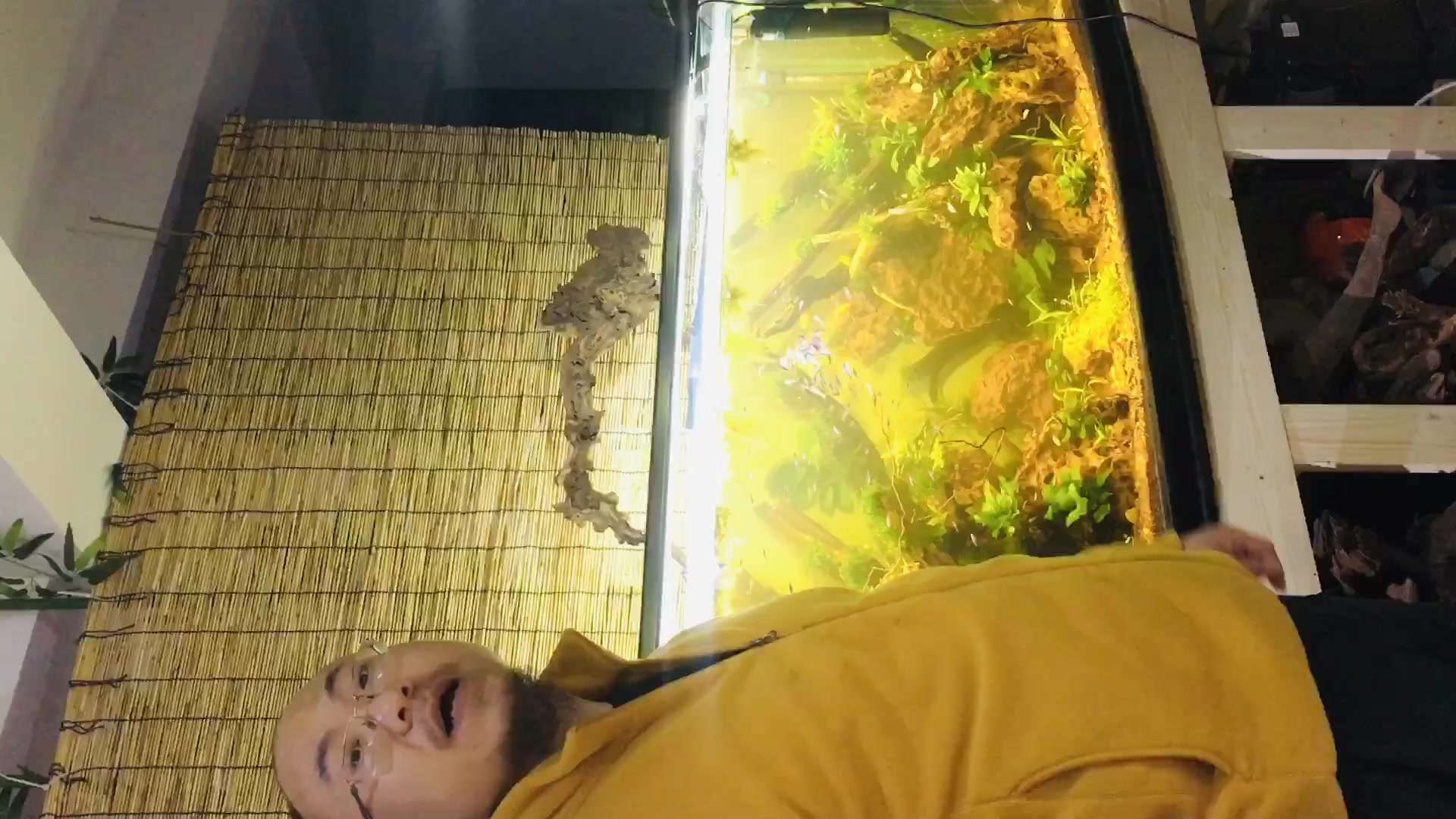 鼠鱼在水草缸鱼缸里的作用是很大的,简单说一下。