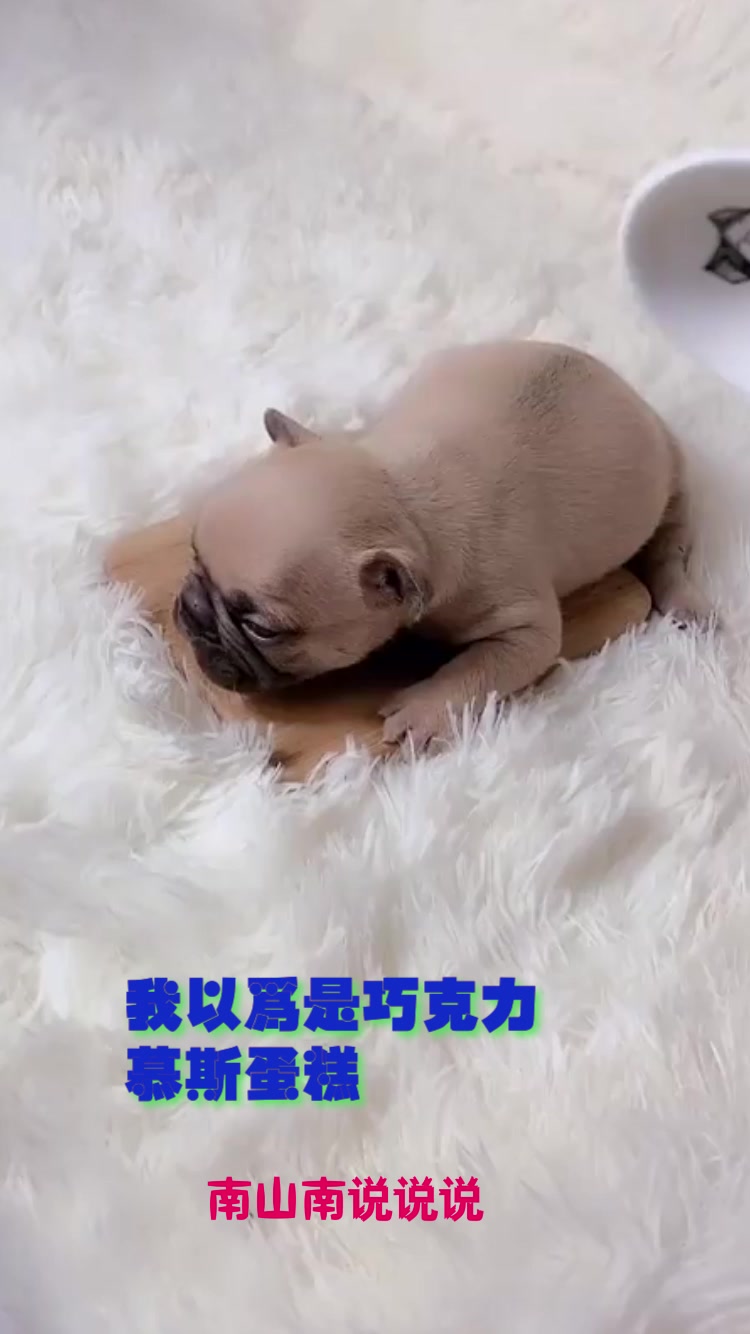 你认为这是巧克力慕斯蛋糕,用勺子挖下去,竟然是只小奶狗!