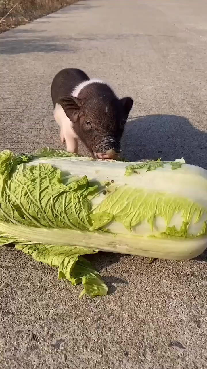 好白菜都被猪拱了,接下来这一幕,小猪:感觉自己好幸福