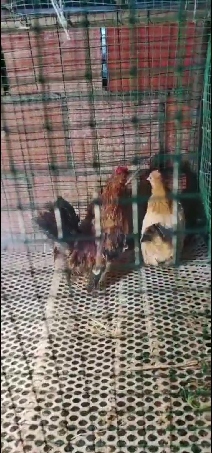 超级小的元宝鸡已经成年的只有半斤重,这个养起来好看