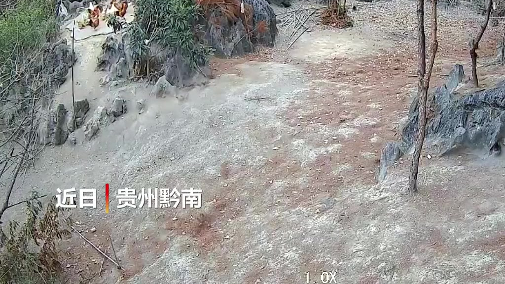 【现实版老鹰抓小鸡公鸡大战老鹰成功营救小鸡】近日,贵州黔南一养鸡场内,几只小鸡正在玩耍散步