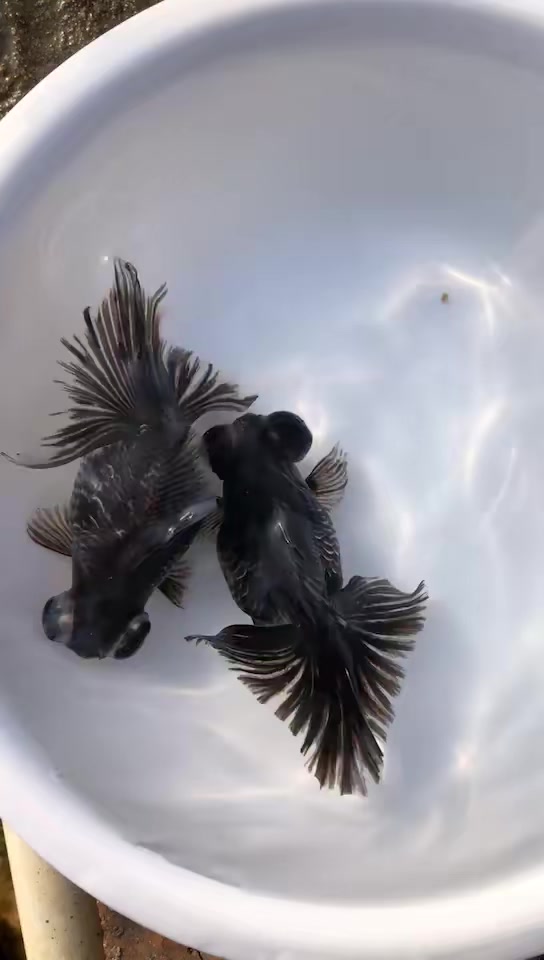 龙鳞蝶尾金鱼+麒麟蝶尾。自家鱼塘养殖的金鱼。各个品种颜色都有