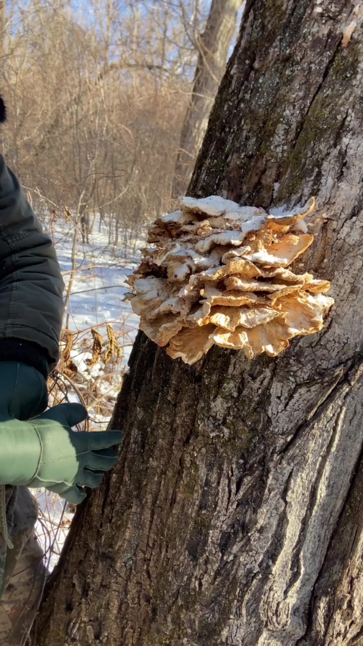刚进山就看见了鸡冠蘑,这个秋天鲜的时候特别好吃