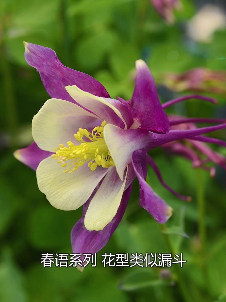 大花耧斗菜之三大优秀系列
