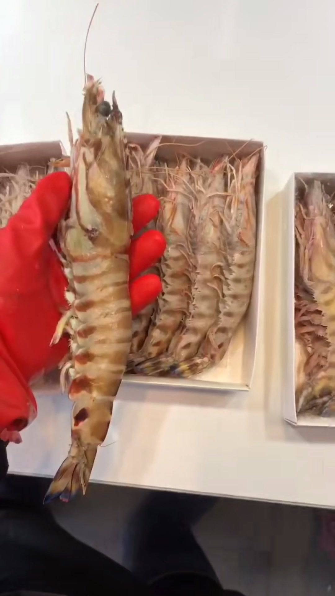 大个头九节虾也叫斑节虾或者竹节虾