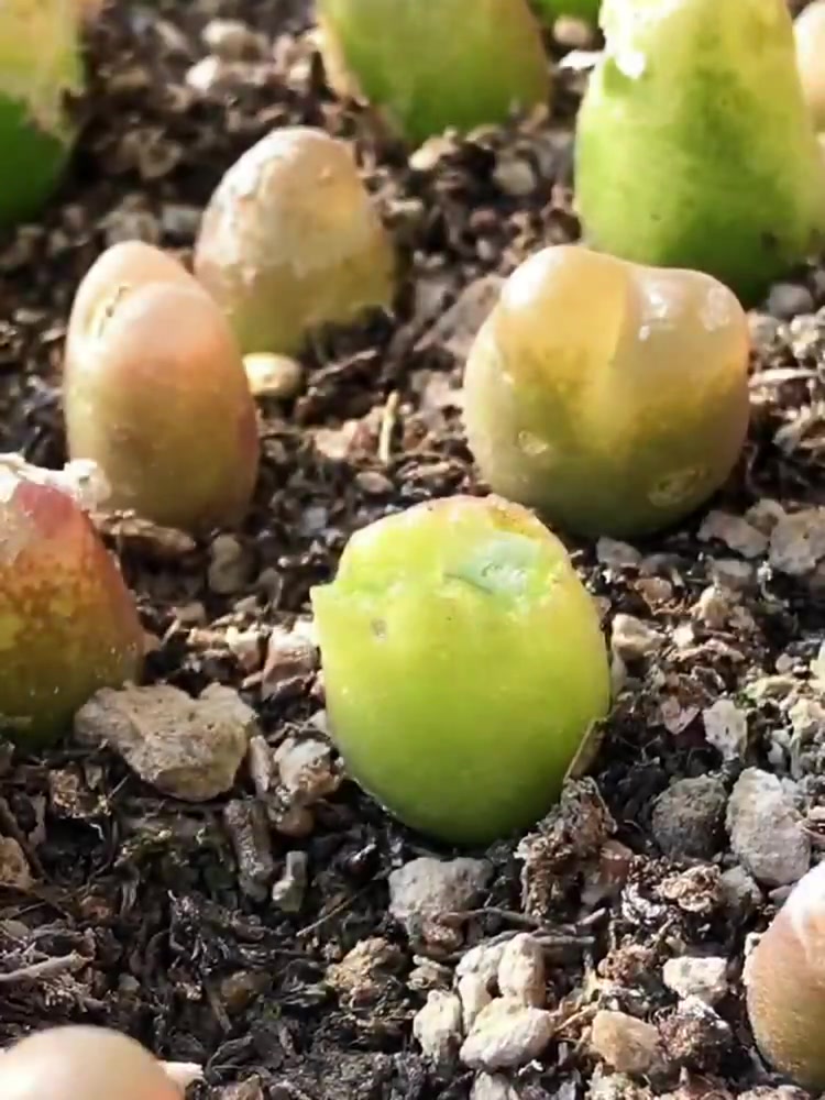 养花教程:毛汉尼的降徒方法