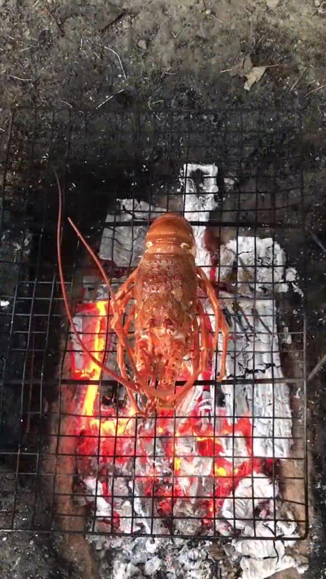 万物皆可烧烤,都说小青龙比澳龙好吃,果然童话里都是骗人的!