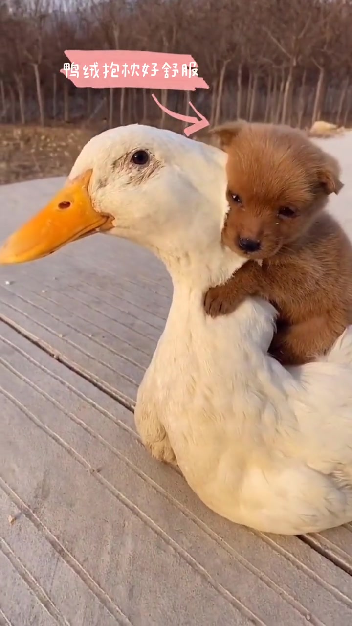 好朋友就要互相取暖,抱着鸭鸭取暖的狗狗!网友:这是鸭绒的哦!