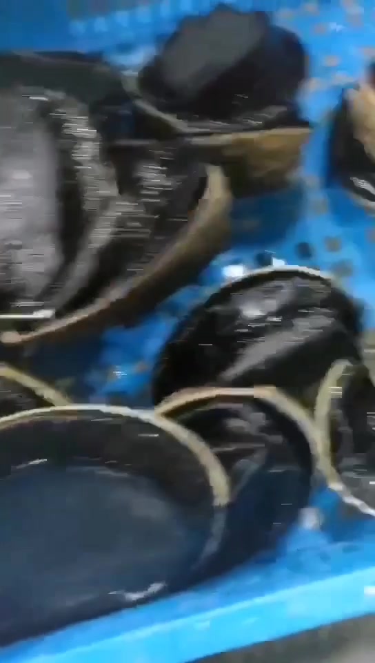 海底的黑金子,大黑金鲍鱼,一个一斤,东山岛海鲜