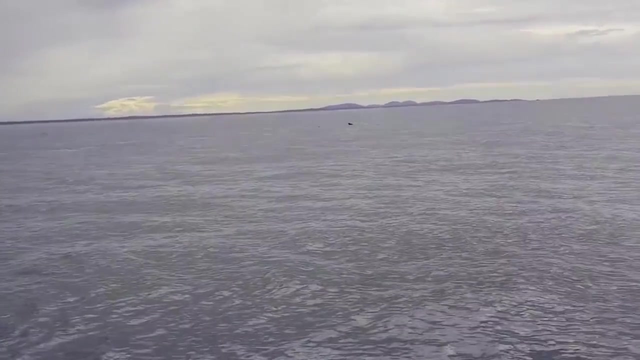 鲸鱼整个身体跃出水面,画面非常震撼 