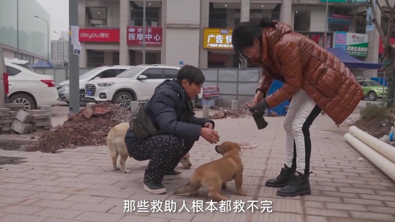 【不离不弃!重庆68岁奶奶救助千条流浪狗】早上4点起床打扫,每天上千斤的狗粮消耗,每个月8