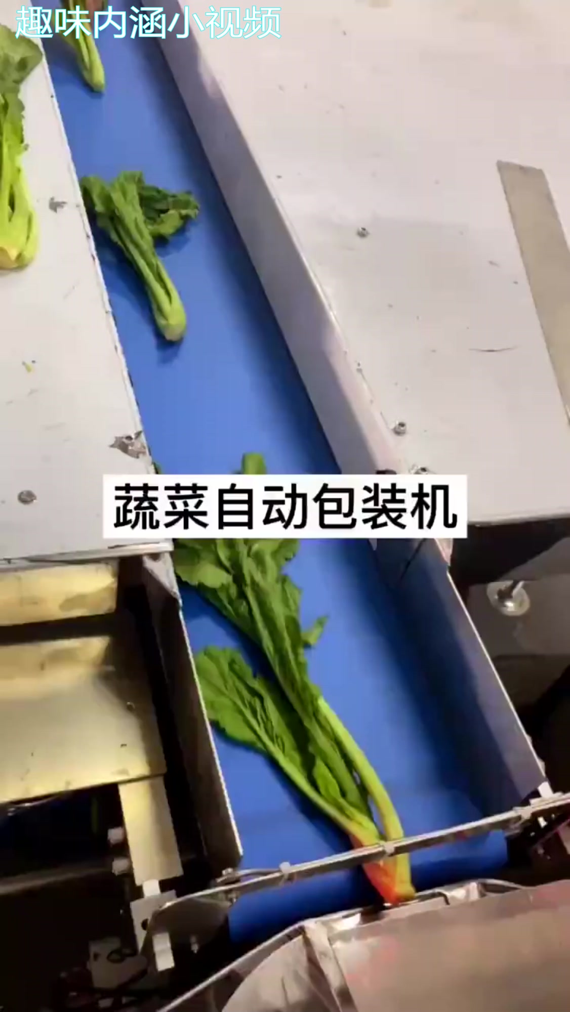 原来蔬菜是这样包装的,看到眼前这一幕,吃起来我就放心了