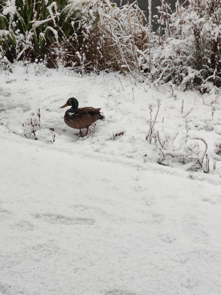 下雪了下雪了+鸭子的脚印像枫叶