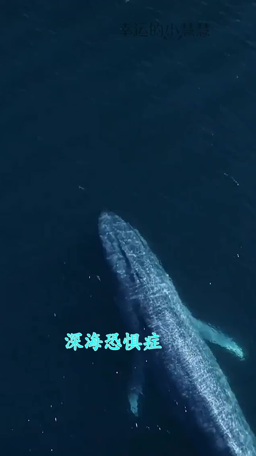 深海航拍,偶遇鲸鱼,叫声太恐怖了,深海恐惧症慎入