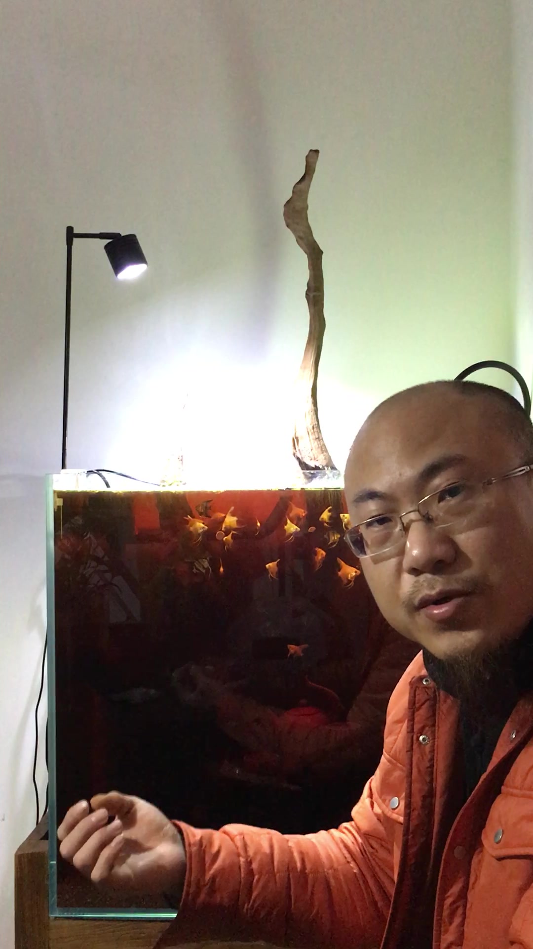 热带鱼成鱼喂食小经验,七分饱三分饥,时间要控制,混养要注意