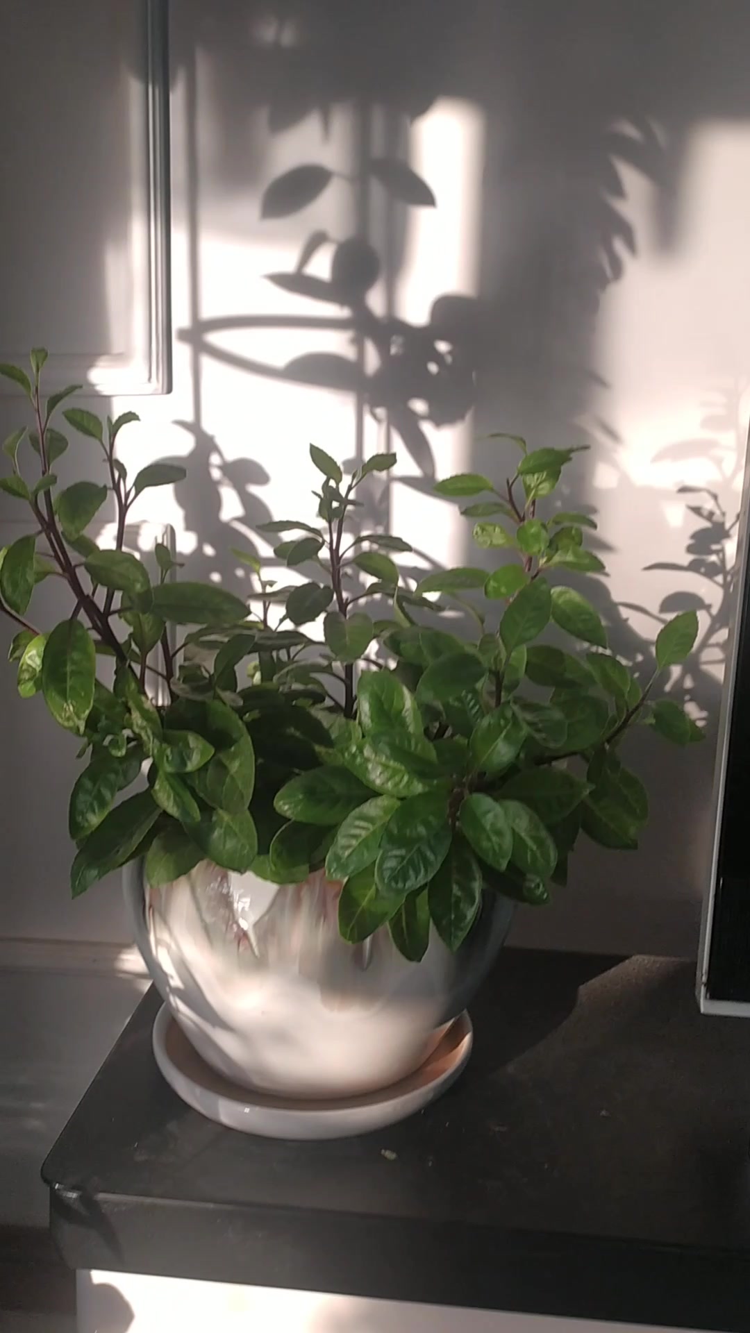冬季的菊三七俗叫白子菜,冬季也是美美美的。网友:此植物不怕冷