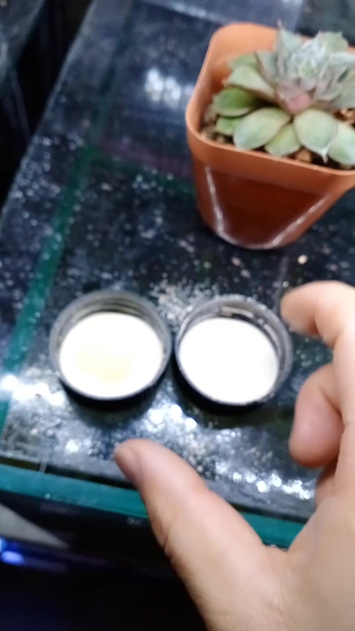 孔雀鱼快速治疗方法