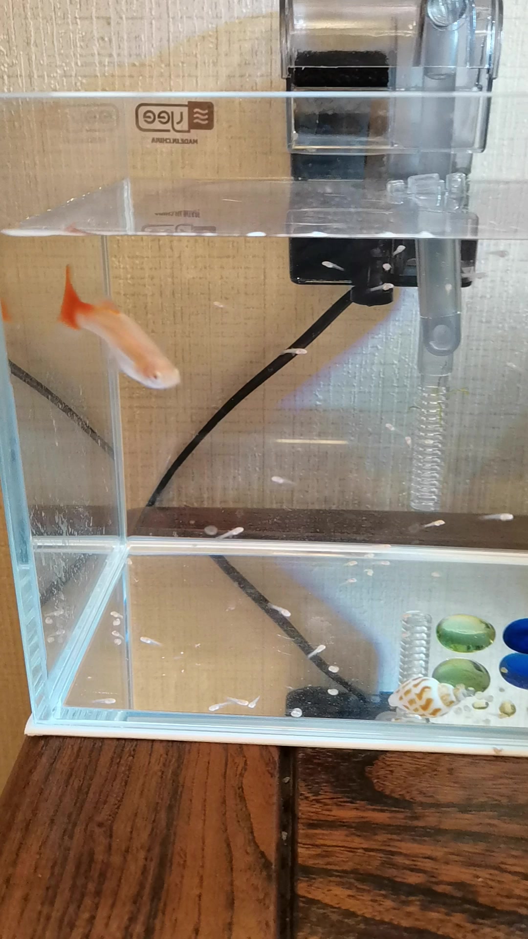 下午才买回来的的全红孔雀鱼晚上就生了  一口气生了至少80尾